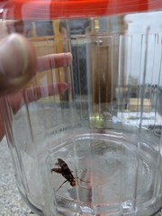 Batozonellus annulatus