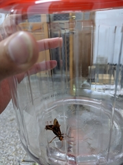 Batozonellus annulatus