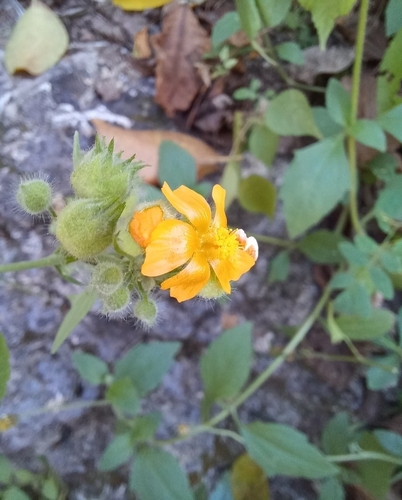 Image of Pseudabutilon umbellatum by no rights reserved