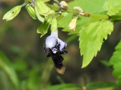 Paratetrapedia moesta