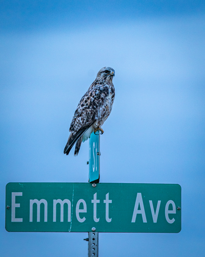 Rough-legged Hawk photographed in Iowa