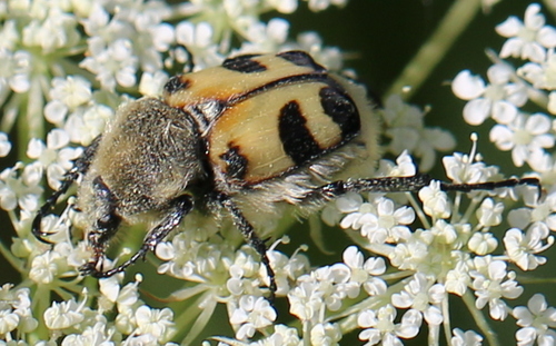 Eurasian Bee Beetle