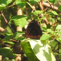 Ariadne