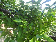 Dendrophthoe falcata