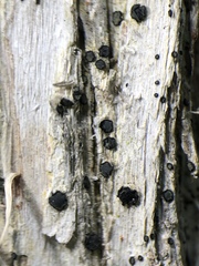 Cresponea chloroconia