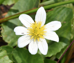 Caltha chionophila