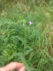 Epilobium palustre
