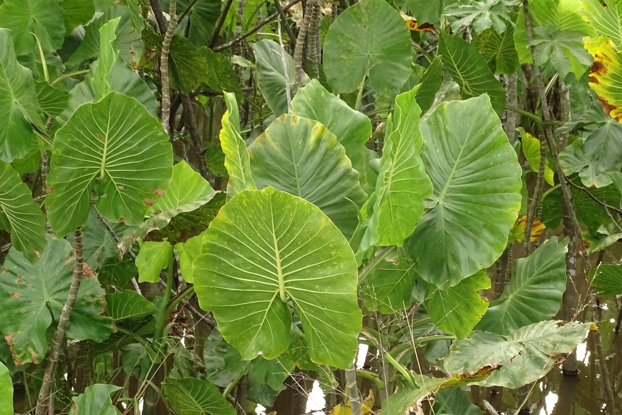 Montrichardia linifera