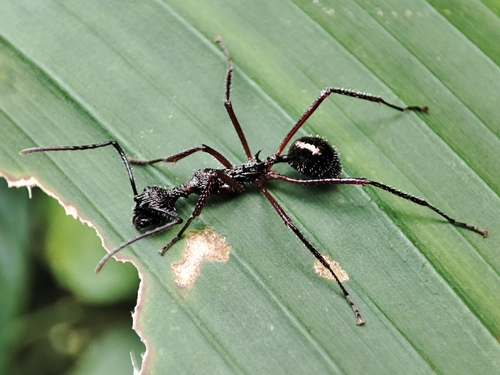 Dolichoderus rosenbergiDolichoderus rosenbergi
