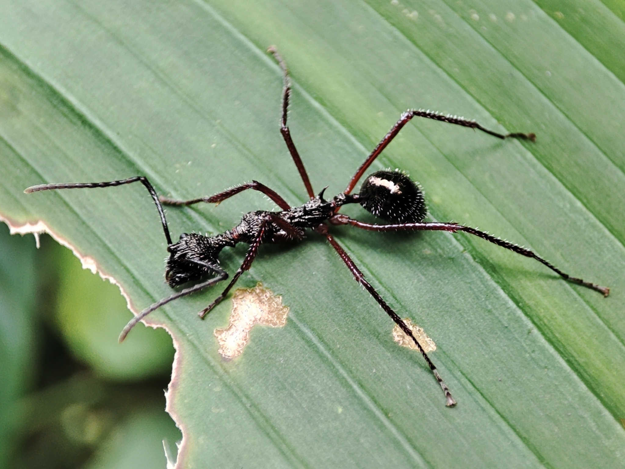 Dolichoderus rosenbergi