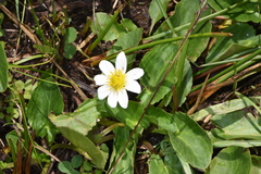 Caltha chionophila