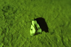 Macrobrochis prasena