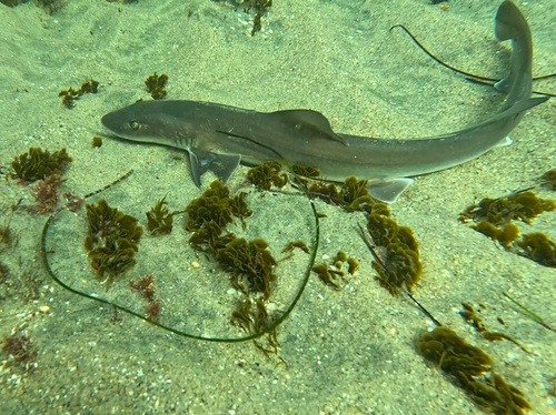 Gray smooth hound (Mustelus californicus) — Triakidae