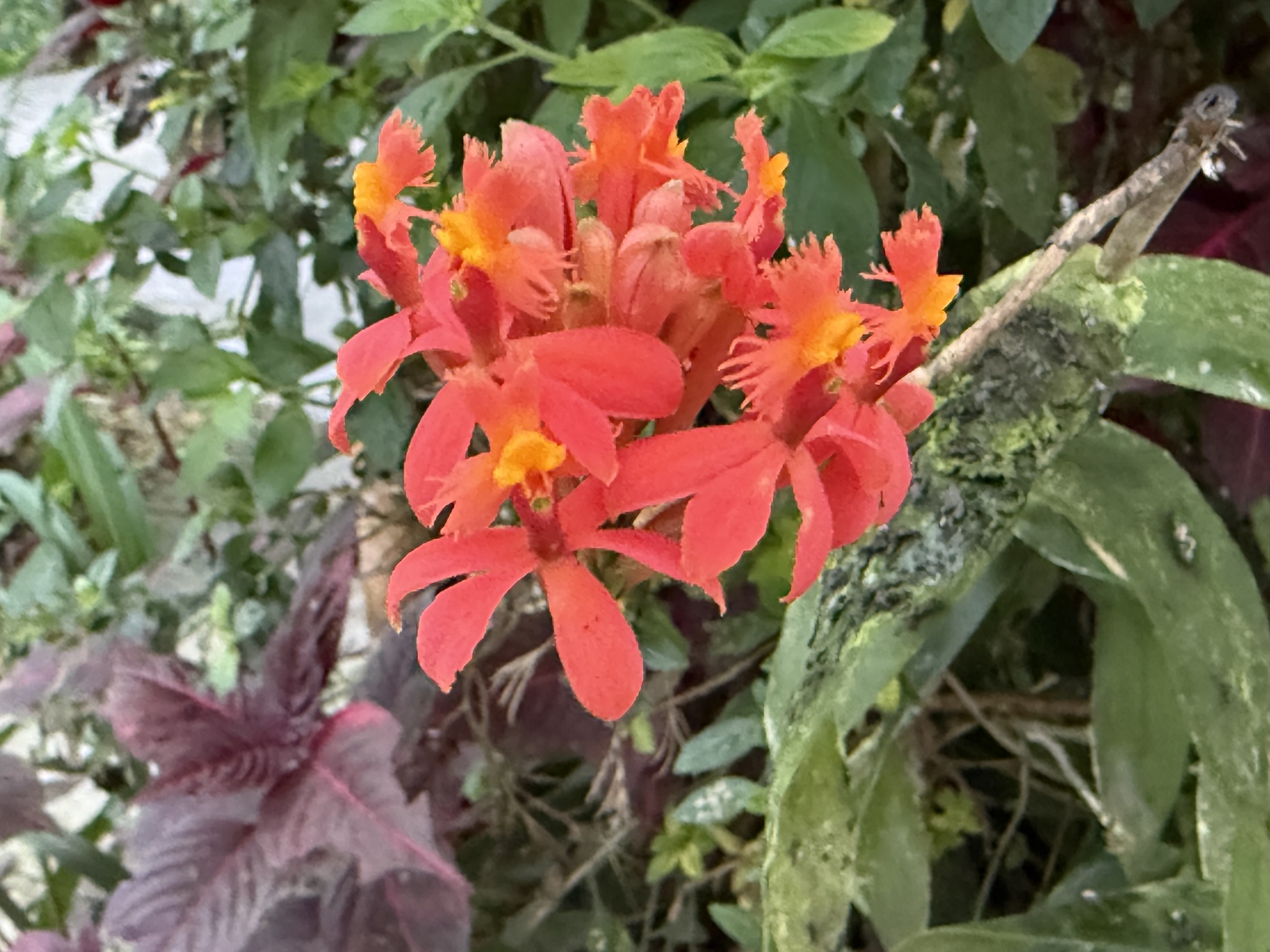 Epidendrum tulcanense Hágsater & Dodson 2