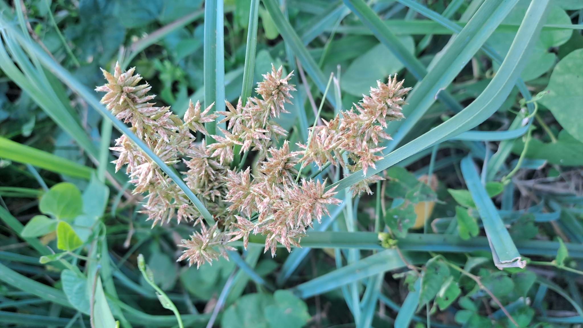 Cyperus javanicus (Cyperus javanicus)