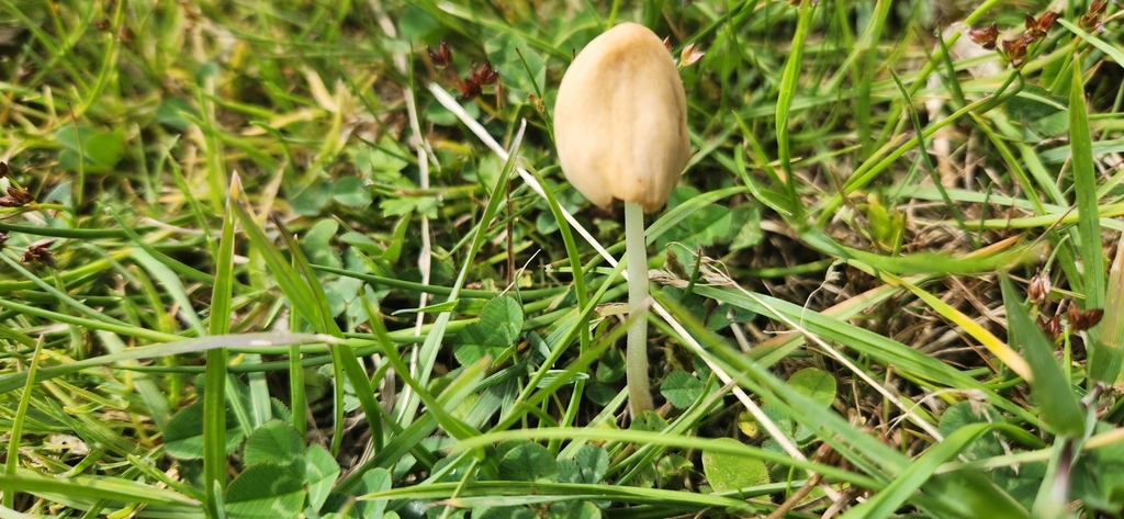 Conocybe apala · January 2025 · photo: © sam-speight (iNaturalist, cc-by-sa)