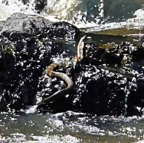 Tiger Snake sighting