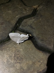 Urapteroides astheniata