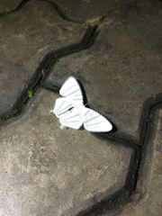 Urapteroides astheniata