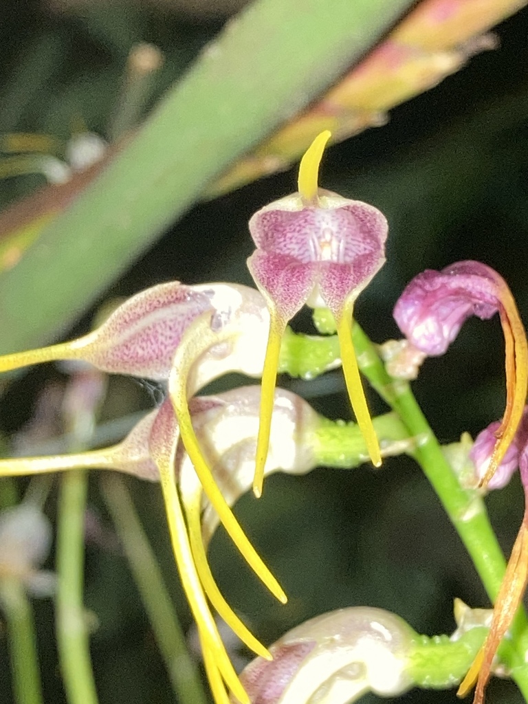 Masdevallia sertula