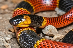 Diastema Coral Snake photo 4