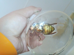 Dytiscus circumcinctus