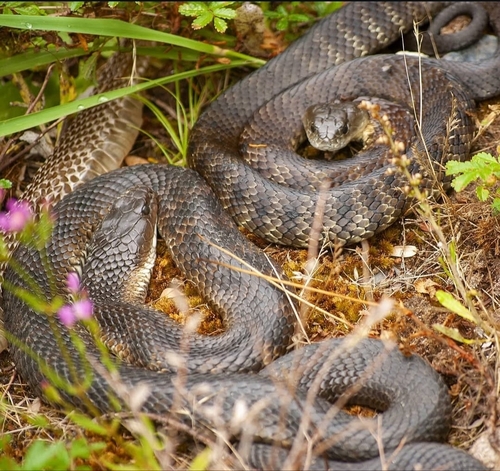 Tiger Snake sighting