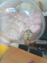 Dytiscus circumcinctus