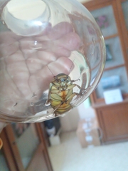 Dytiscus circumcinctus