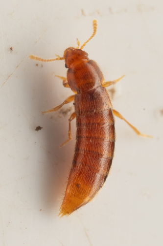Phloeocharis californica