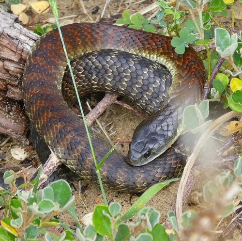 Tiger Snake sighting