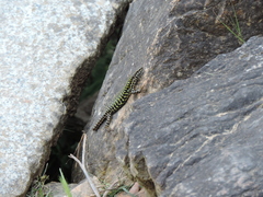 Podarcis muralis nigriventris