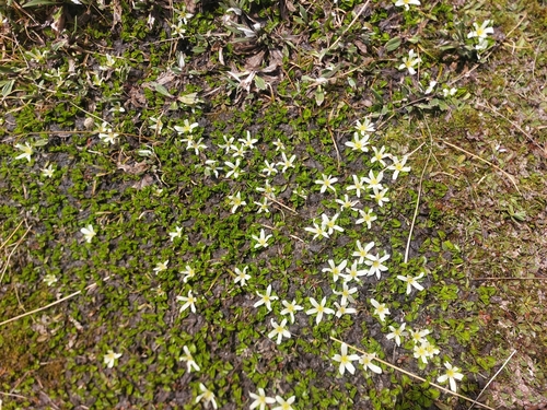 Image of Caltha obtusa by (c) Corey Koala, some rights reserved (CC BY)