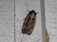 Eueretagrotis attentus