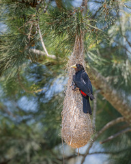 Red-Rumped Cacique photo 2