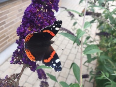 Vanessa atalanta