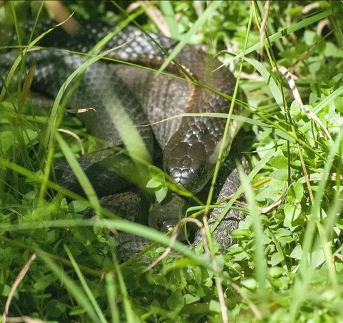 Tiger Snake sighting