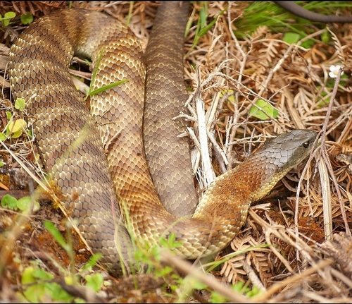 Tiger Snake sighting