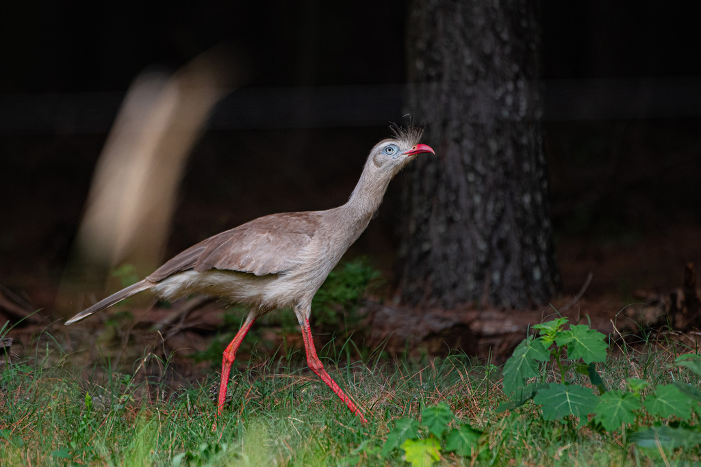 Red-legged Seriema