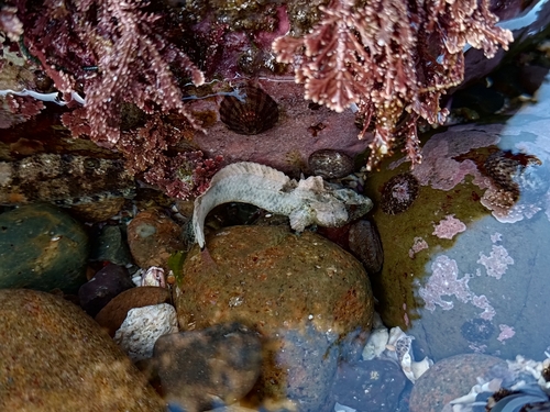 Reef finspot (Paraclinus integripinnis) — Labrisomidae — 5
