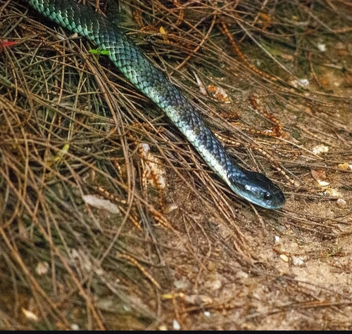 Tiger Snake sighting