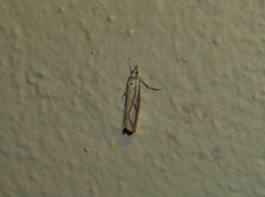 Catoptria