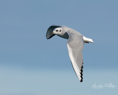Bonaparte's Gull photo 3