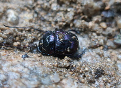 Phelotrupes auratus