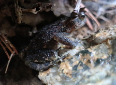 Bufo stejnegeri