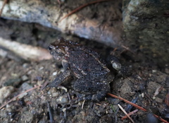 Bufo stejnegeri