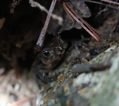 Bufo stejnegeri