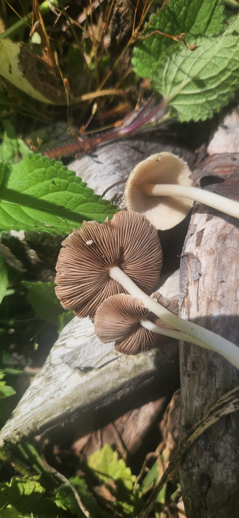 Candolleomyces candolleanus · January 2025 · photo: © sam-speight (iNaturalist, cc-by-sa)