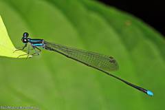 Prodasineura laidlawii