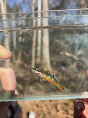 Trispot Darter photo 2